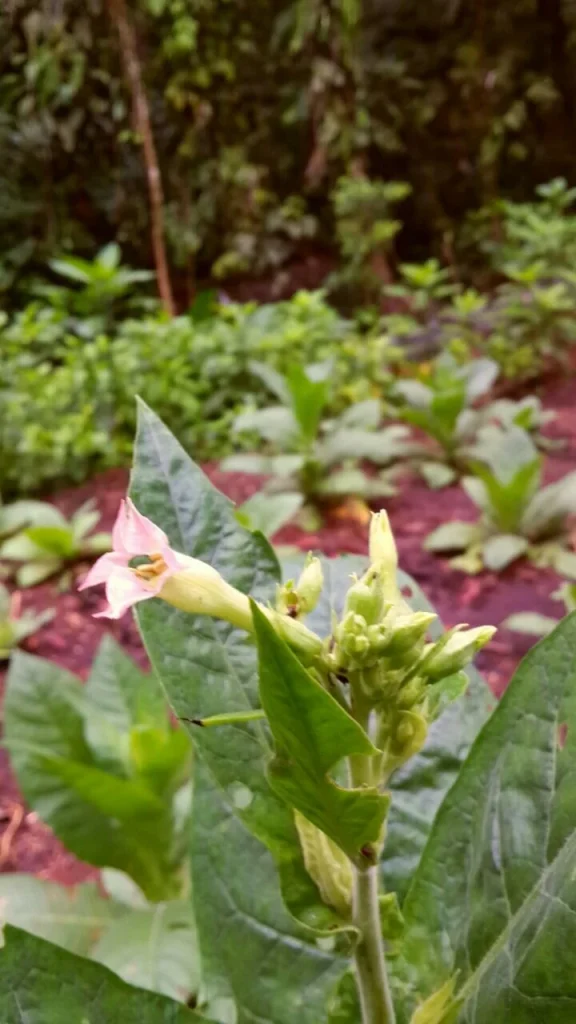 planta de tabaco