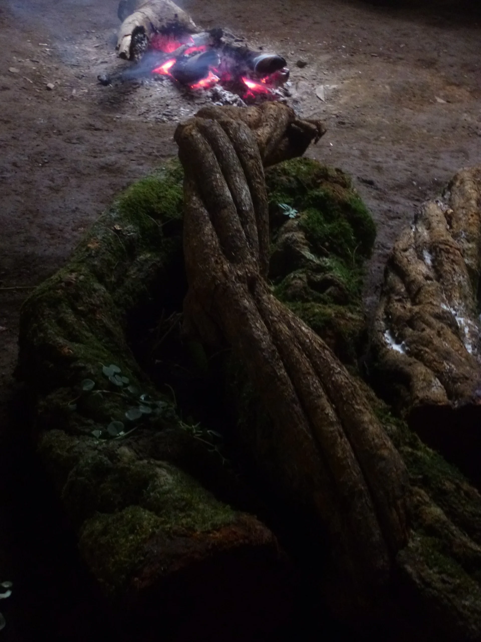 ayahuasca que es