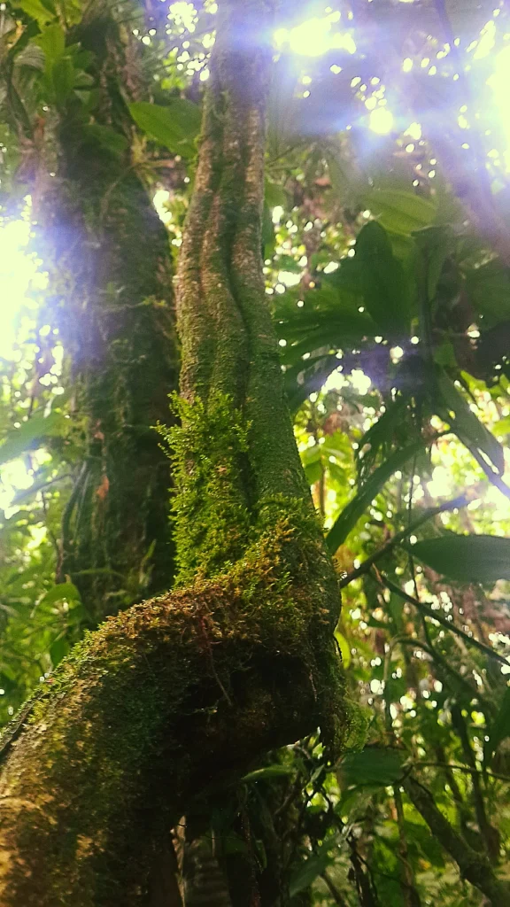 ayahuasca yage