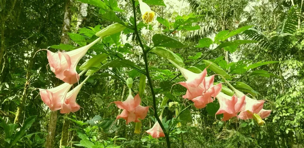 floripondio ecuador